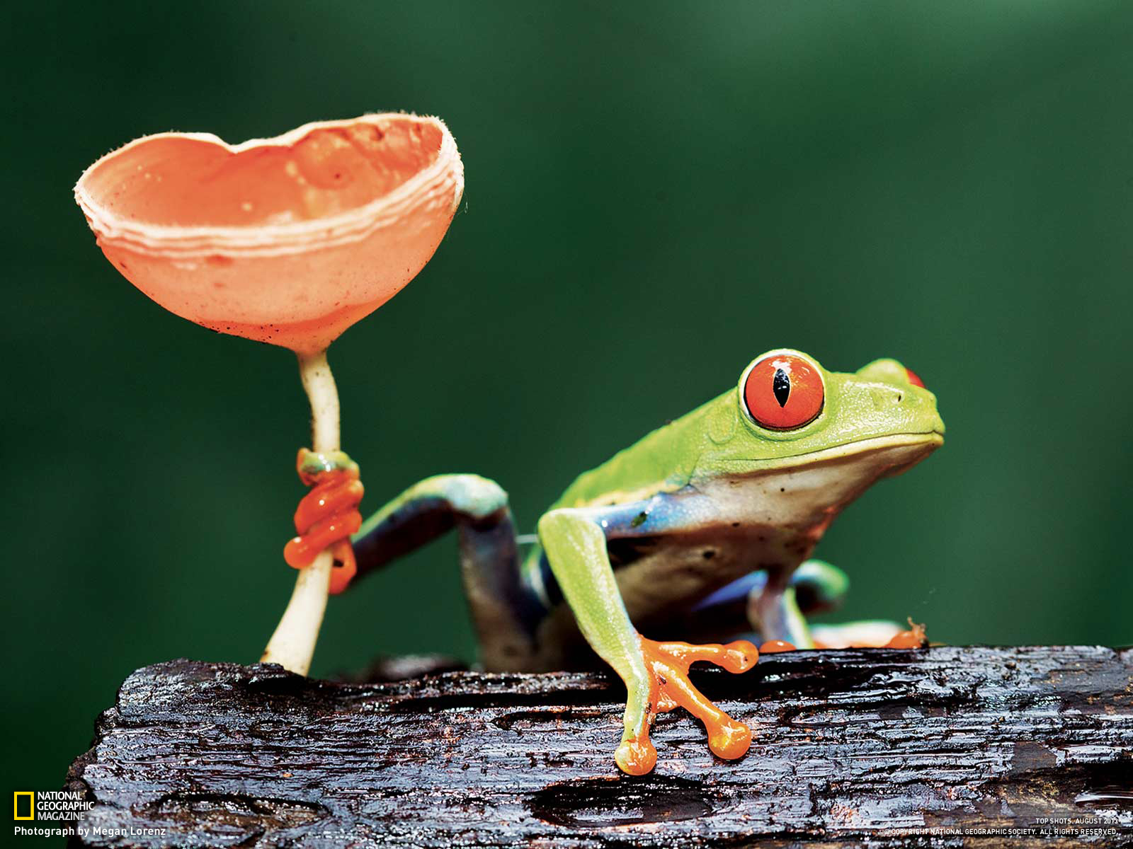 Image d'une grenouille saillansonne