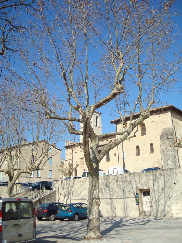 Taille des arbres de Saillans