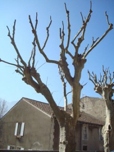 Taille des arbres Mairie de saillans mars 2015