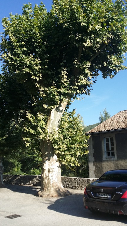 Taille des arbres de Saillans - suite à l'intervention des 9 et 10 mars 2015