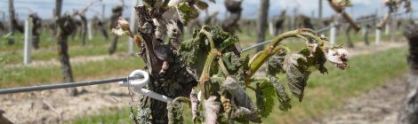 Les vignes durement touchées par la gel