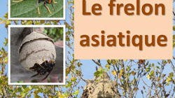 FRELON ASIATIQUE ET RECHERCHE DE NIDS