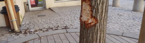 Dégradation de l'arbre au Fossé, la mairie porte plainte
